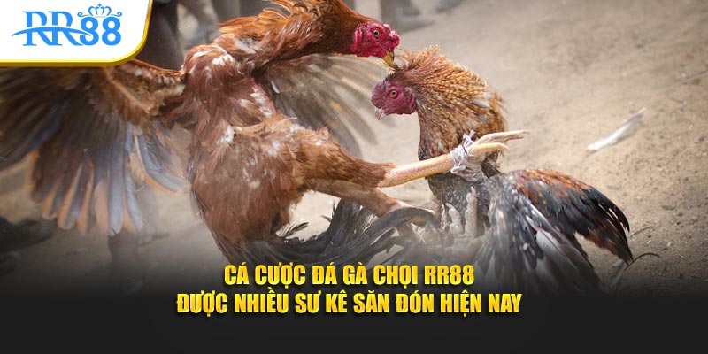 Cá Cược Đá Gà Chọi Online: Luật Chơi Và Kinh Nghiệm Tại RR88
