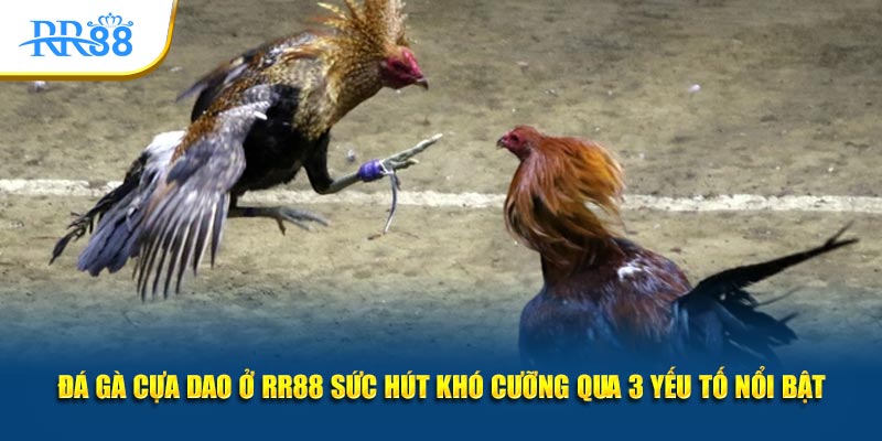 Đá Gà Cựa Dao Trực Tuyến: Cửa Cược Và Cách Xem Trận Tại RR88