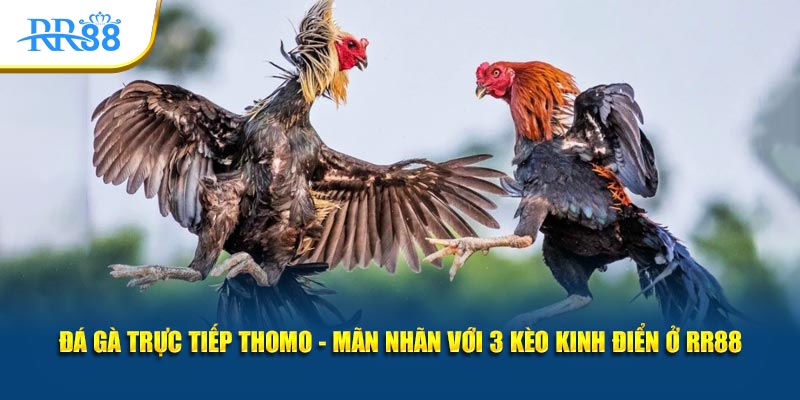 Đá Gà Trực Tiếp Thomo: Hiểu Đúng 3 Cửa Cược Meron, Wala, BDD