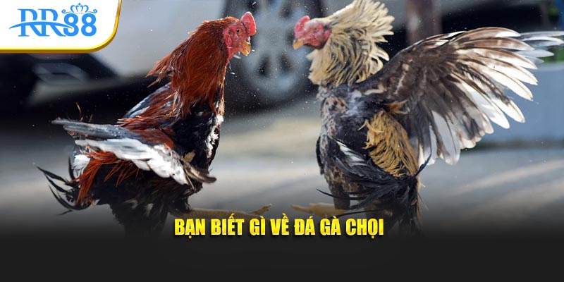 Cá cược đá gà chọi trực tuyến: hai chiến kê giao đấu trên sới