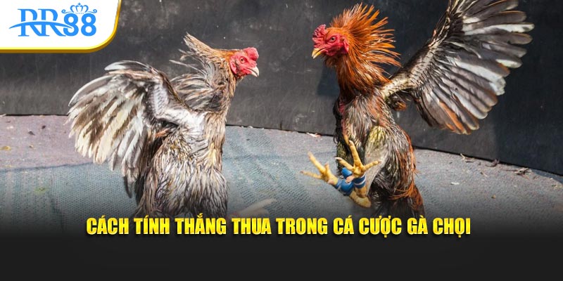 Cách tính thắng, thua và hòa trong trận đá gà chọi