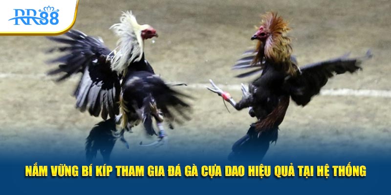 Quan sát thể trạng chiến kê trước khi đặt cược đá gà cựa dao