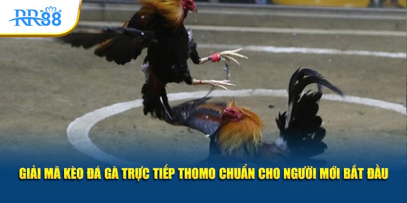Giải thích các cửa cược Meron, Wala và BDD ở sảnh Thomo