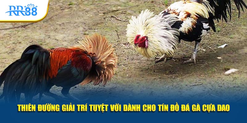 Đá gà cựa dao trực tuyến với trận đấu nhanh, kịch tính tại RR88