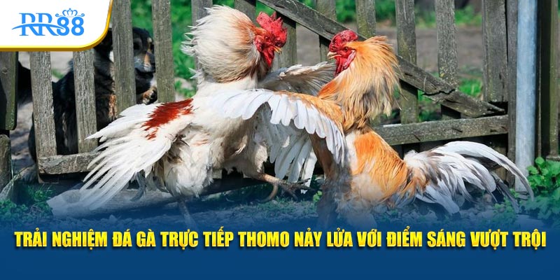 Không khí đá gà trực tiếp Thomo sôi động tại RR88