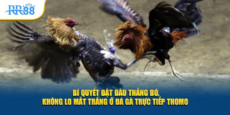 Quan sát chiến kê và quản lý vốn khi xem đá gà Thomo