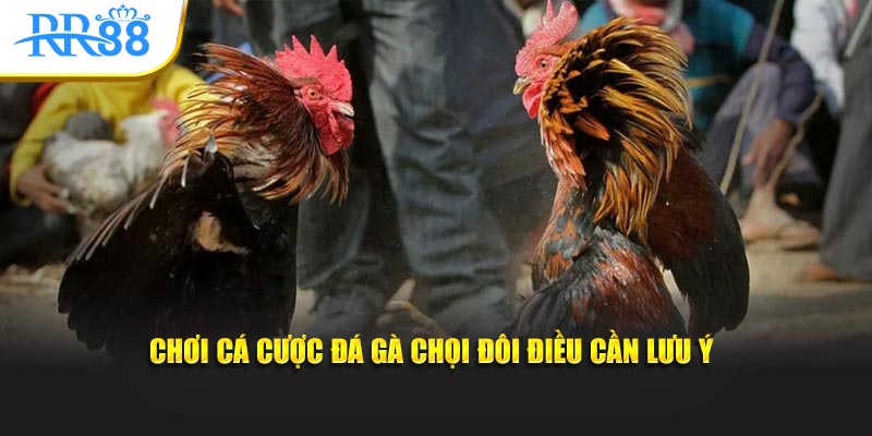 Những lưu ý cần nhớ khi chơi đá gà chọi trực tuyến